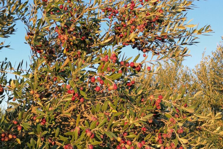 Nou taller de l’OCB de Campos: «El cultiu de l’olivera i l’oli d’oliva»