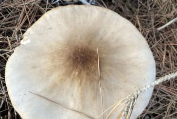 Activitats de l'OCB-Campos del mes de novembre