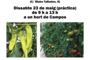 Curset d'hort d'estiu a Campos